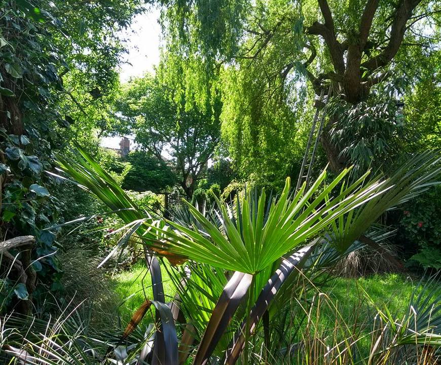 National Garden Scheme bringing open gardens to Tottenham and beyond